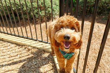 A brown dog standing on a wooden platform next to a metal fence